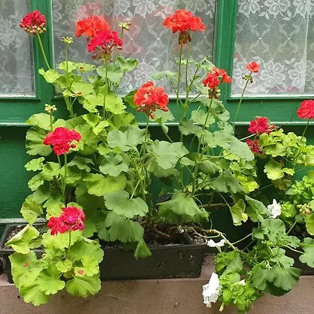 Fehérkőlápa Panzió Albergue