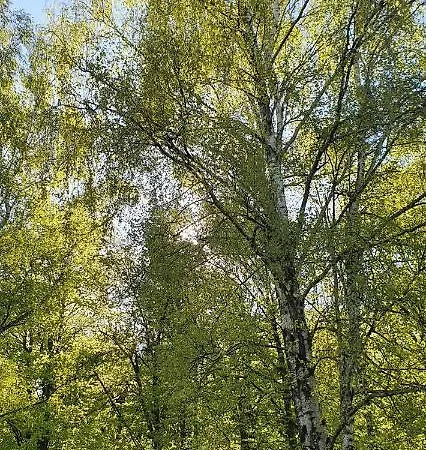 Auberge de jeunesse Fehérkőlápa Panzió *