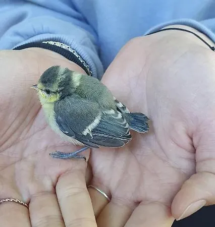 Fehérkőlápa Panzió Auberge de jeunesse Lillafüred